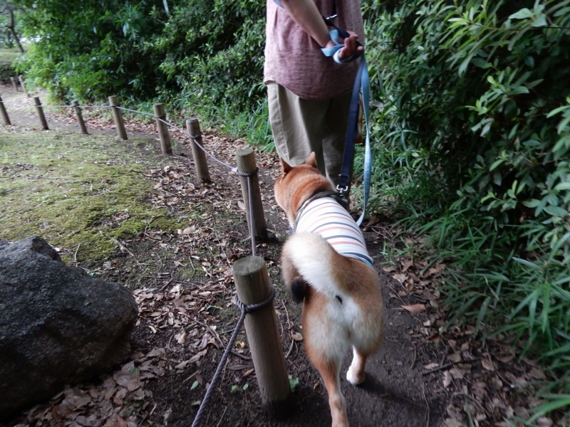 f:id:miyuki1967:20160622112437j:image:w450