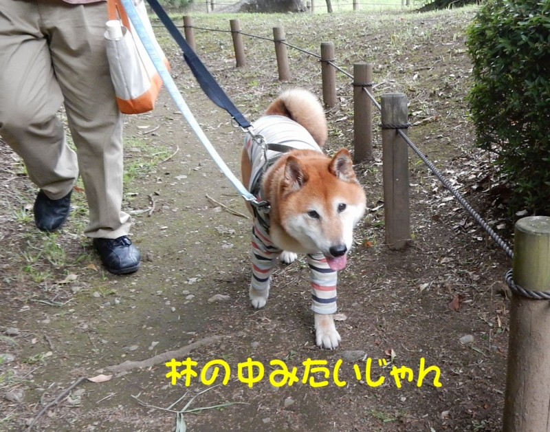 f:id:miyuki1967:20160622112438j:image:w450