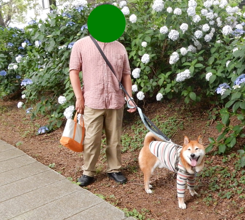 f:id:miyuki1967:20160622112439j:image:w450