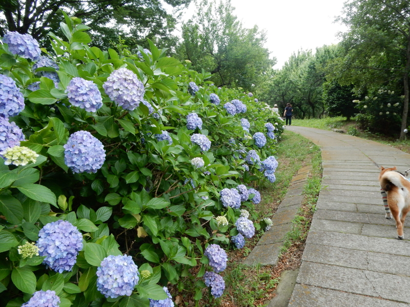 f:id:miyuki1967:20160622112445j:image:w450