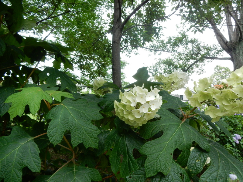 f:id:miyuki1967:20160622112446j:image:w450