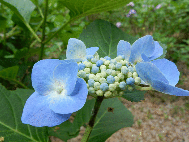 f:id:miyuki1967:20160622112447g:image:w450