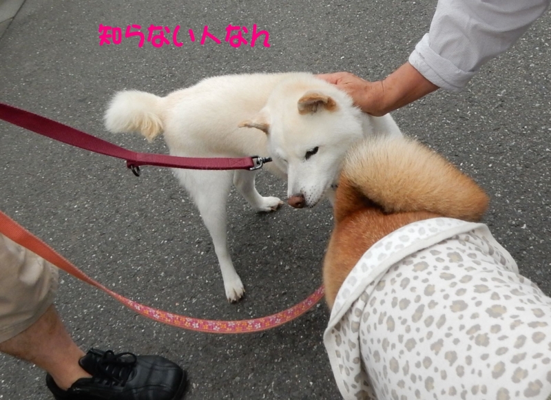 f:id:miyuki1967:20160624113403j:image:w450