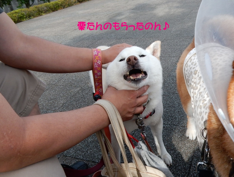 f:id:miyuki1967:20160627112852j:image:w450