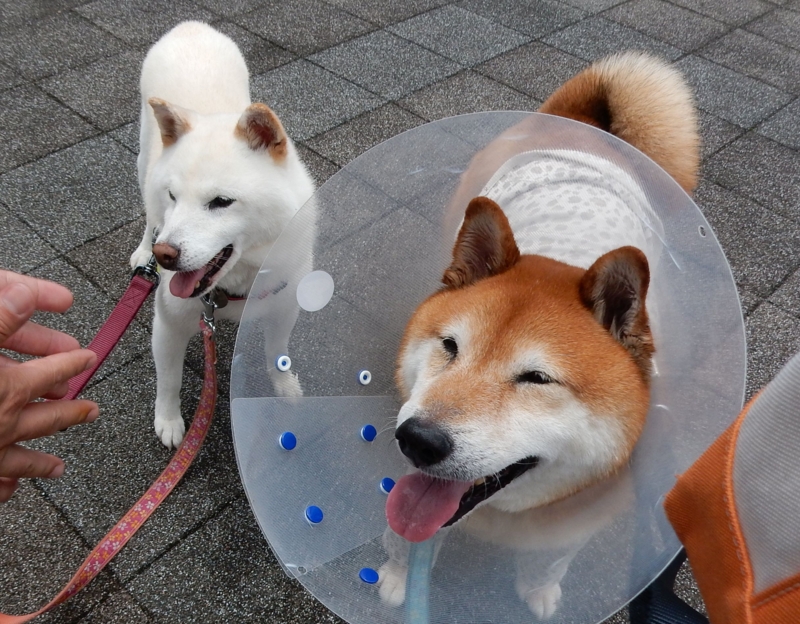 f:id:miyuki1967:20160627112853j:image:w450