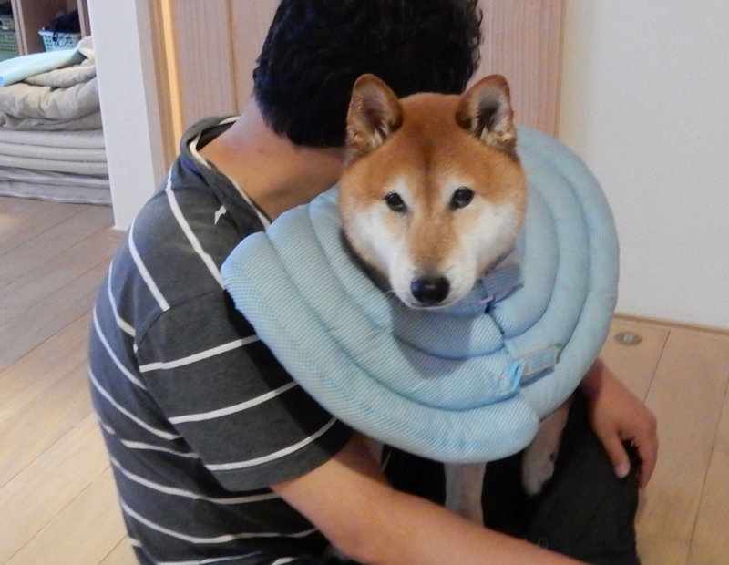 f:id:miyuki1967:20160630113830j:image:w450 f:id:miyuki1967:20160630113830j:image:w450