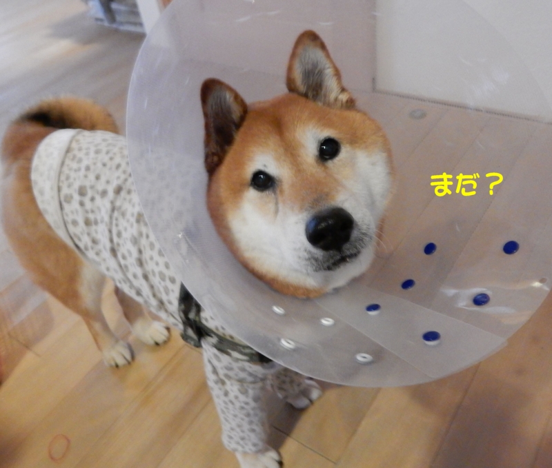 f:id:miyuki1967:20160708120043j:image:w450