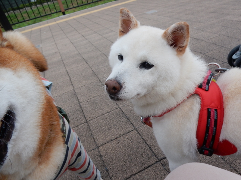 f:id:miyuki1967:20160712111442j:image:w450