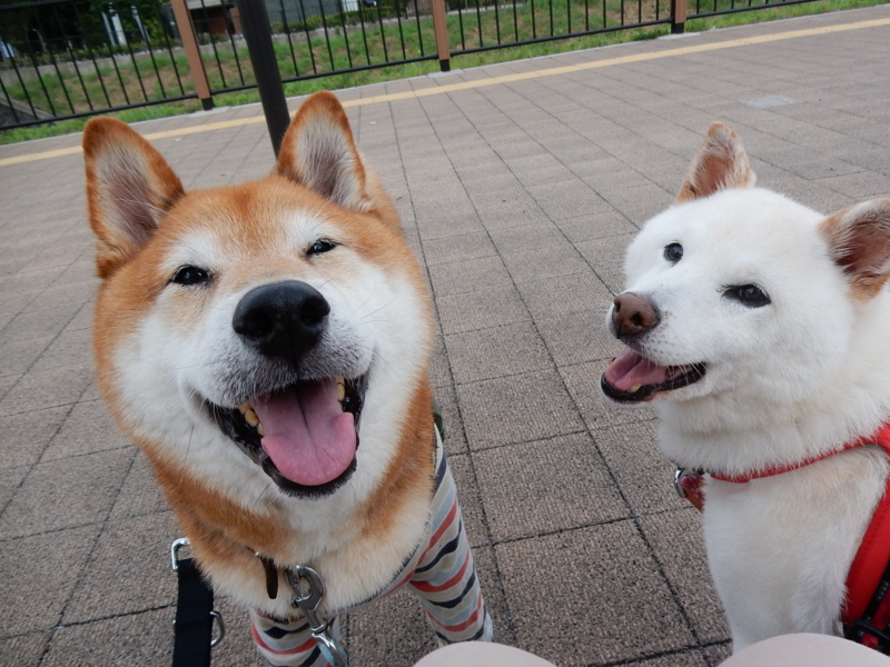 f:id:miyuki1967:20160712112853j:image:w450