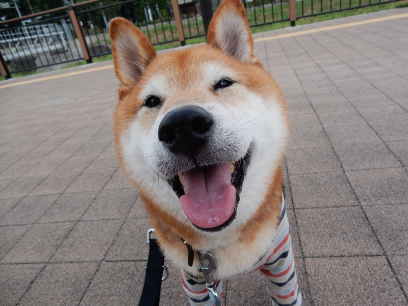 f:id:miyuki1967:20160712112950j:image:w450