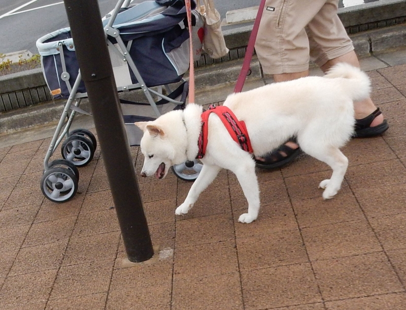 f:id:miyuki1967:20160715110335j:image:w450