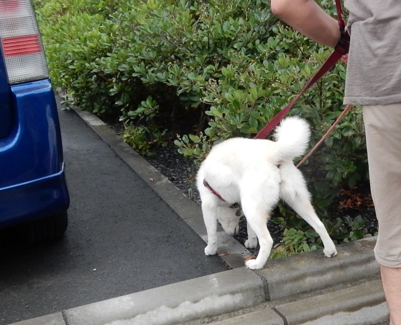 f:id:miyuki1967:20160715110338j:image:w450