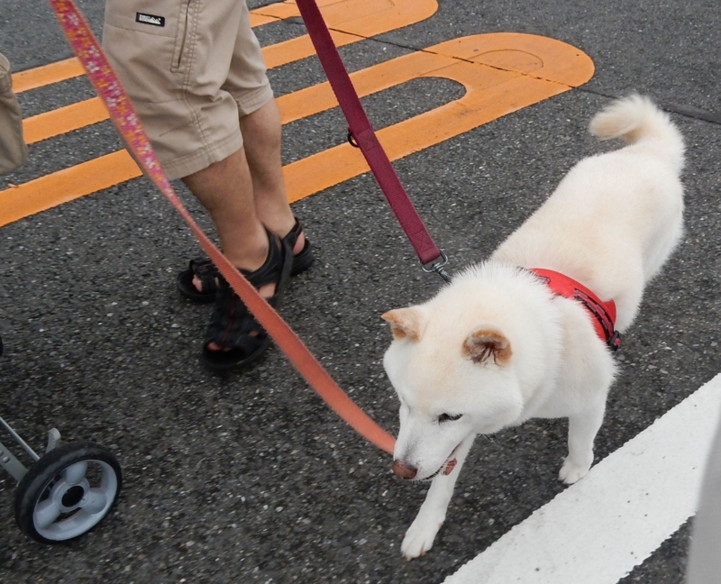 f:id:miyuki1967:20160715110435j:image:w450