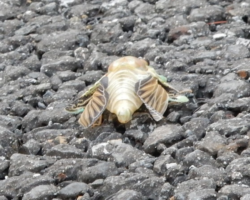 f:id:miyuki1967:20160729111909j:image:w450