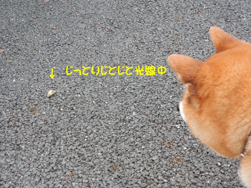 f:id:miyuki1967:20160729111911j:image:w450