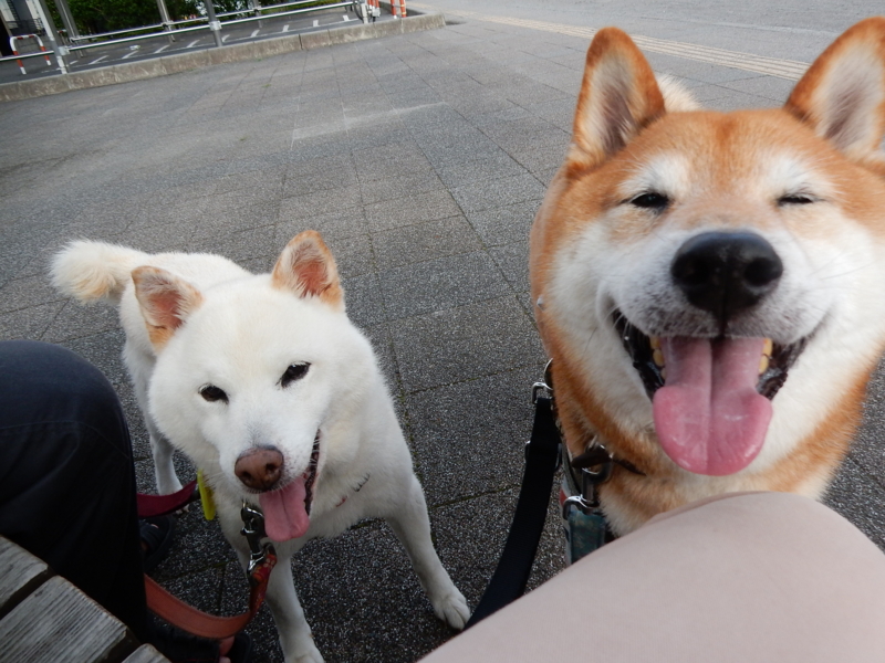 f:id:miyuki1967:20160729112234j:image:w450