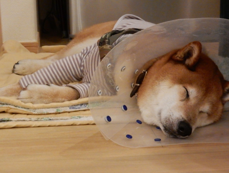 f:id:miyuki1967:20160808101345j:image:w450 f:id:miyuki1967:20160808101345j:image:w450