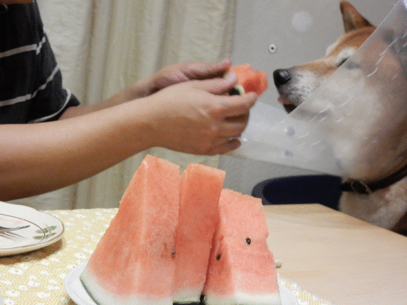 f:id:miyuki1967:20160819104443g:image:w450 f:id:miyuki1967:20160819104443g:image:w450