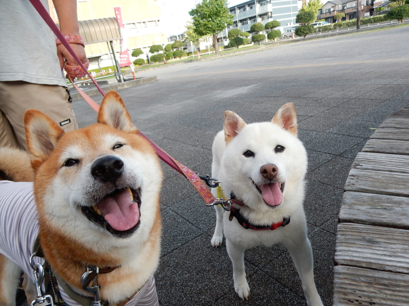 f:id:miyuki1967:20160906110558j:image:w450