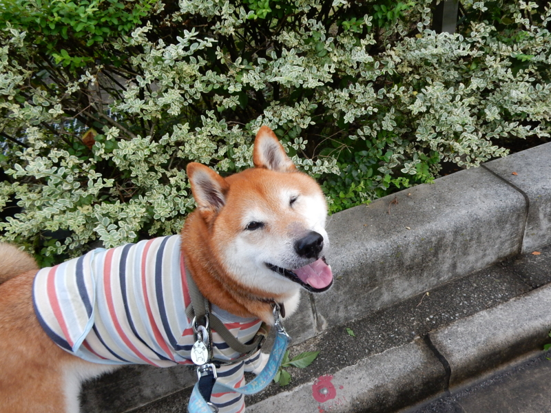 f:id:miyuki1967:20160908111256j:image:w450