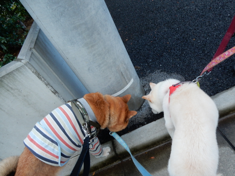 f:id:miyuki1967:20160908114954j:image:w450