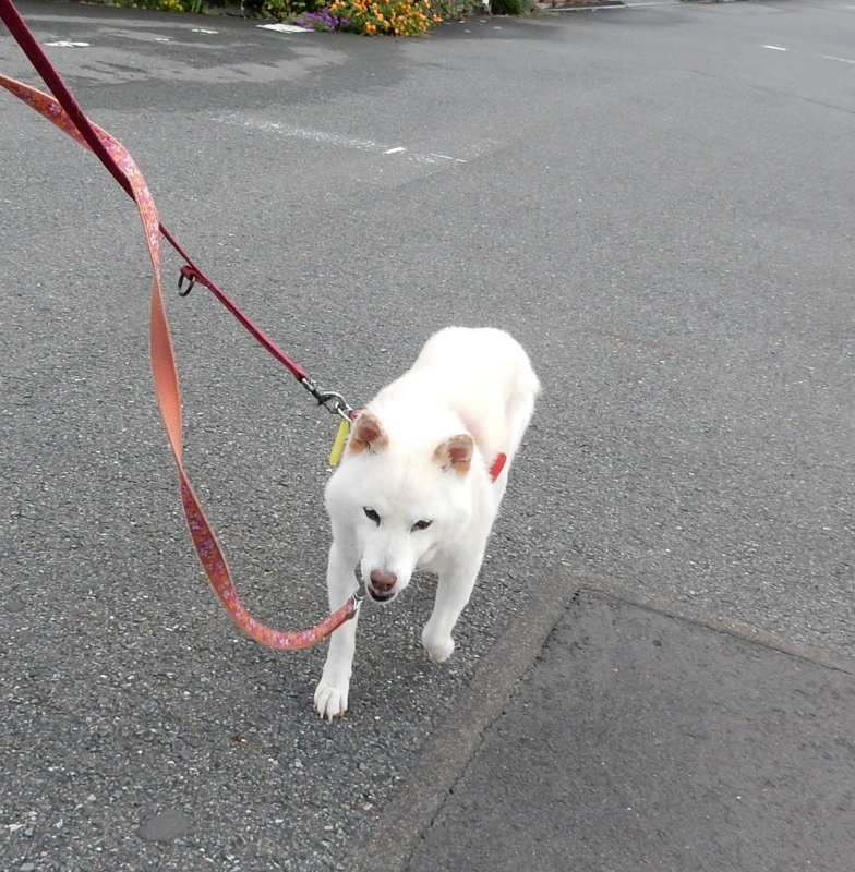 f:id:miyuki1967:20160909110750j:image:w450