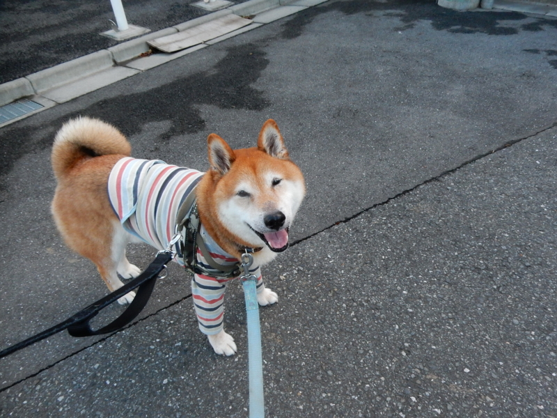 f:id:miyuki1967:20160909112555j:image:w450