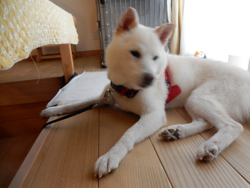 f:id:miyuki1967:20160923155750j:image:w450