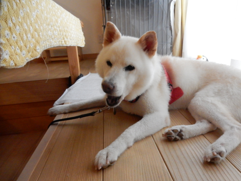 f:id:miyuki1967:20160923155810j:image:w450