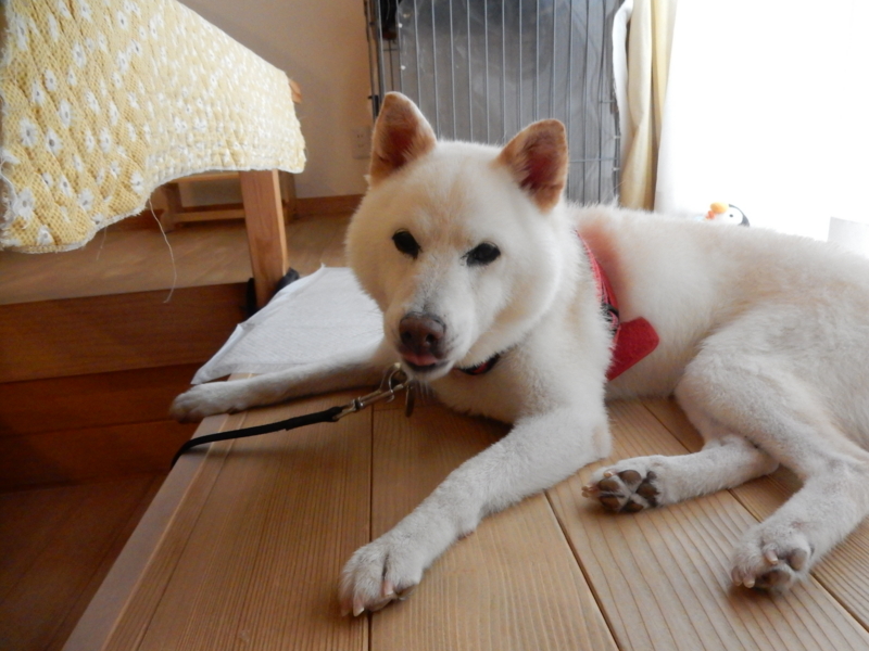 f:id:miyuki1967:20160923155830j:image:w450