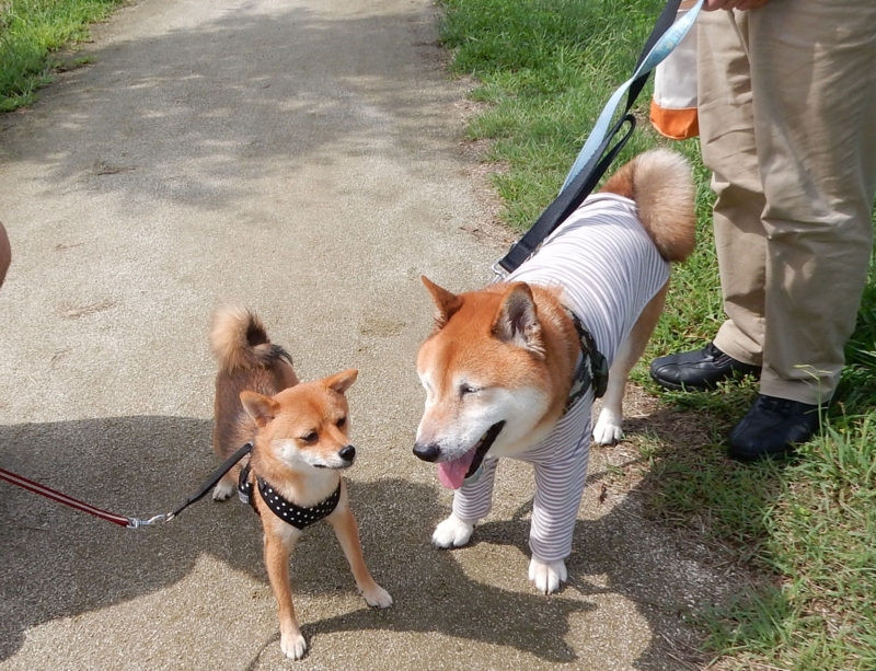 f:id:miyuki1967:20160927103159j:image:w450