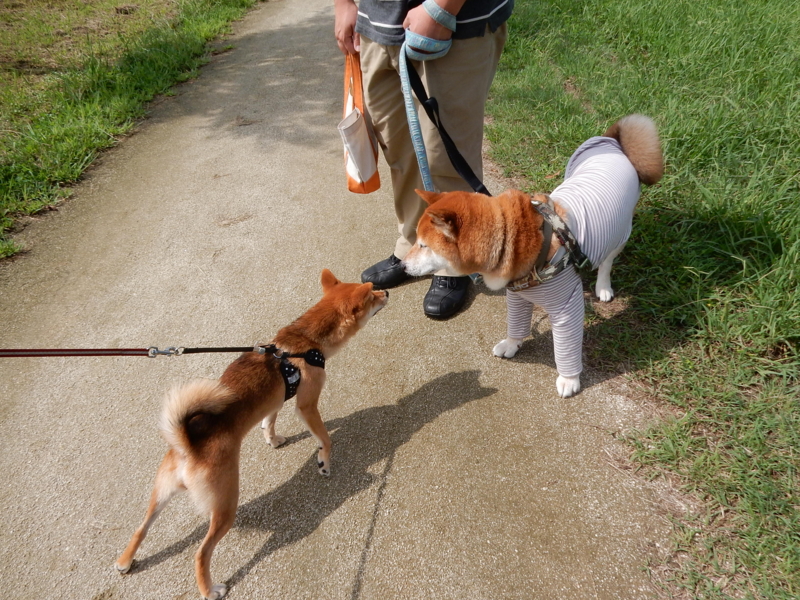 f:id:miyuki1967:20160927103203j:image:w450