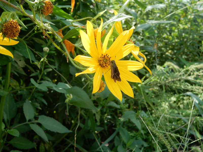 f:id:miyuki1967:20160927104134j:image:w450