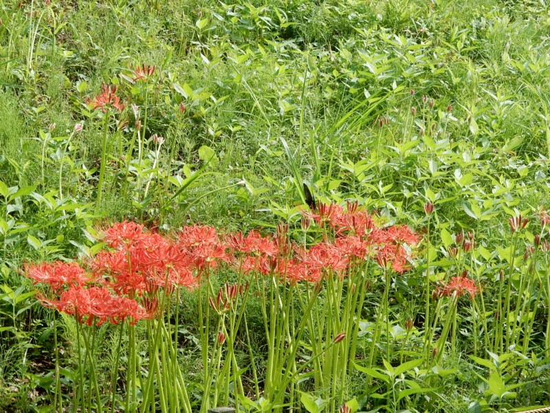 f:id:miyuki1967:20160927104154j:image:w450