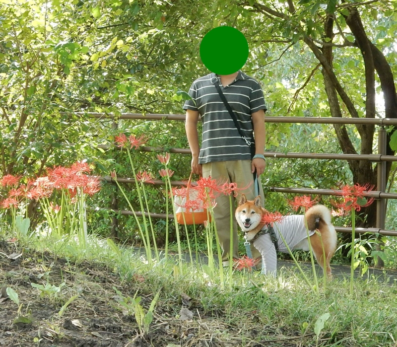 f:id:miyuki1967:20160927104205j:image:w450