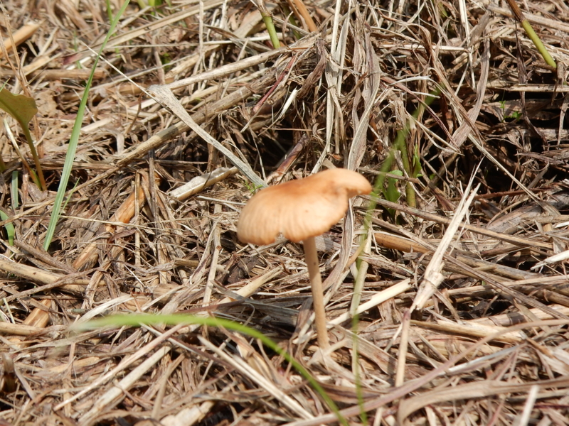 f:id:miyuki1967:20160927104212j:image:w450