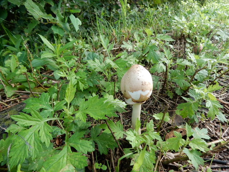 f:id:miyuki1967:20160927104221j:image:w450