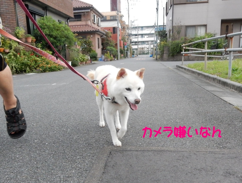 f:id:miyuki1967:20160928113727j:image:w450