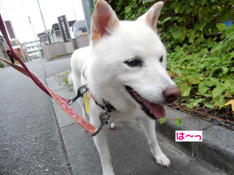 f:id:miyuki1967:20160928114153j:image:w450