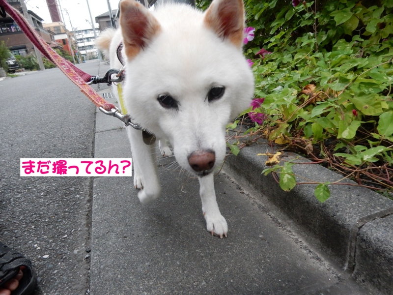 f:id:miyuki1967:20160928114205j:image:w450