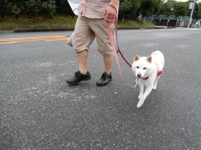 f:id:miyuki1967:20160929120043j:image:w450