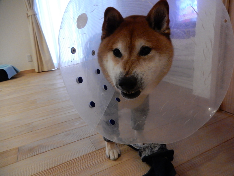 f:id:miyuki1967:20161202112410j:image:w450