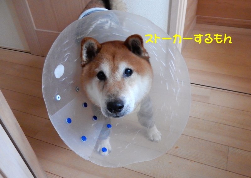 f:id:miyuki1967:20161202113842j:image:w450