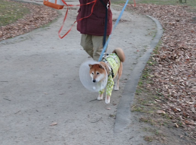 f:id:miyuki1967:20161215112157j:image:w450