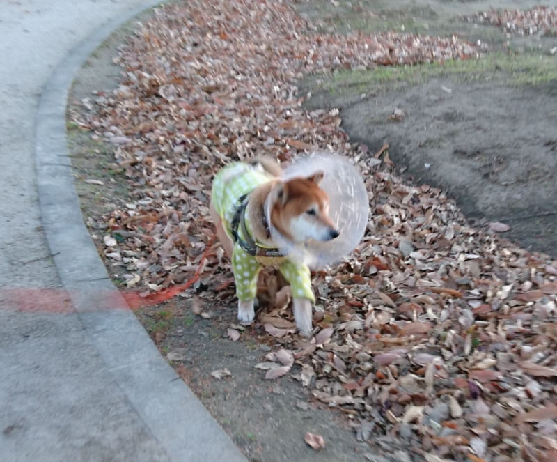 f:id:miyuki1967:20161215112158j:image:w450