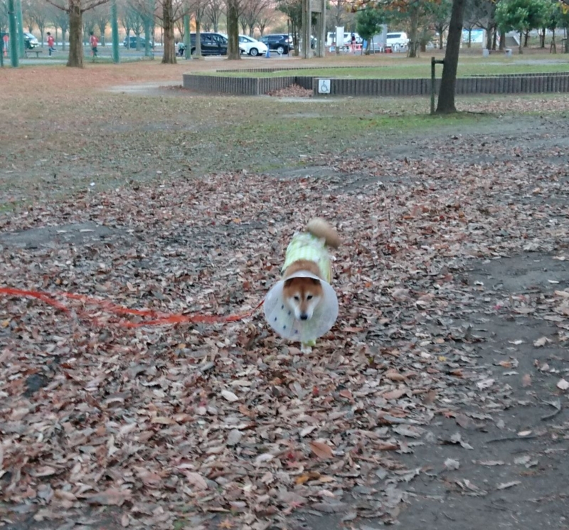 f:id:miyuki1967:20161215112201j:image:w450