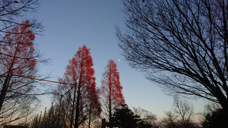 f:id:miyuki1967:20161215112204j:image:w450