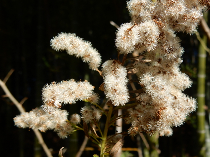 f:id:miyuki1967:20161219113912j:image:w450 f:id:miyuki1967:20161219113912j:image:w450