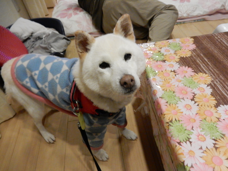 f:id:miyuki1967:20161226125333j:image:w450 f:id:miyuki1967:20161226125333j:image:w450