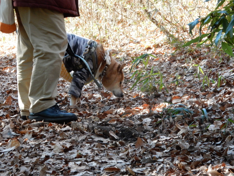 f:id:miyuki1967:20161227104455j:image:w450 f:id:miyuki1967:20161227104455j:image:w450